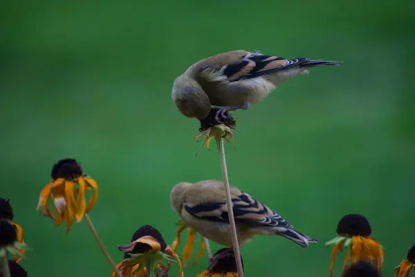 Mussenvogels Bloemen Tuin Flora Fauna Concept — Stockfoto