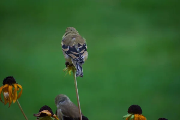 Sparrow Birds Flowers Garden Flora Fauna Concept — Stock Photo, Image
