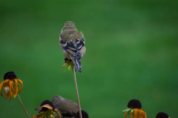 Sparvfåglar Blommor Trädgård Flora Och Fauna Koncept — Stockfoto