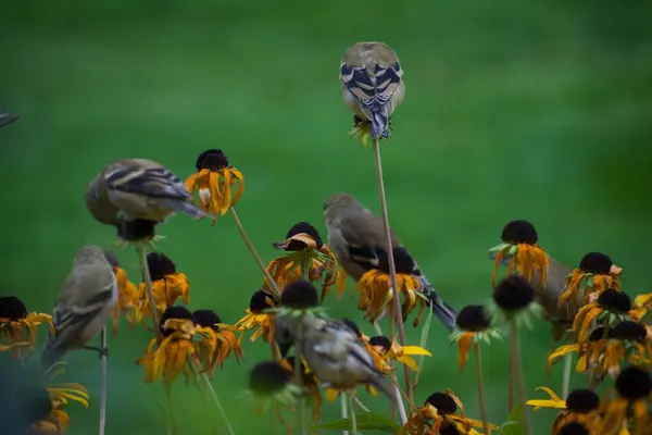 Sparvfåglar Blommor Trädgård Flora Och Fauna Koncept — Stockfoto