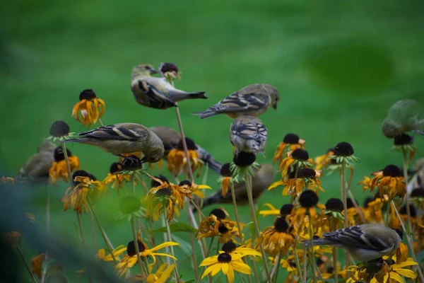 Bonitos Goldfinches Sentados Flores Procura Insetos — Fotografia de Stock