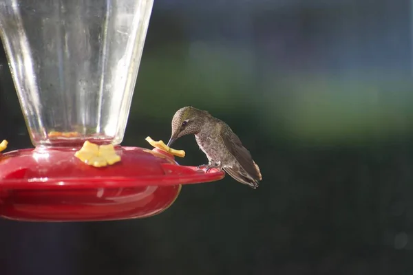 Petit Colibri Buvant Nectar Mangeoire — Photo