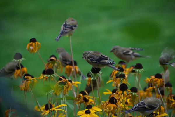 Söta Guldfinkar Som Sitter Blommor Och Letar Efter Insekter — Stockfoto