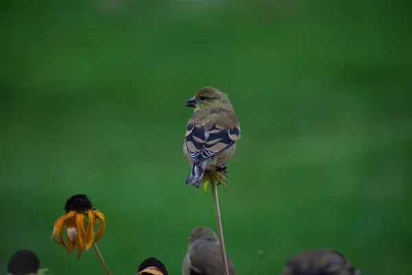 Mooie Goudvinken Zitten Van Bloemen Zoek Naar Insecten — Stockfoto