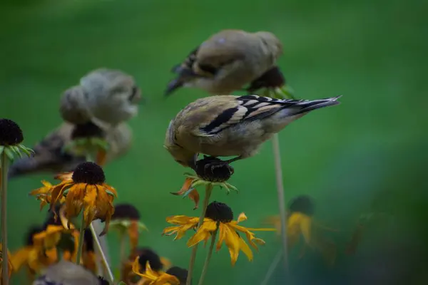 Çiçeklerin Üzerinde Oturmuş Böcek Arayan Güzel Ispinozlar — Stok fotoğraf