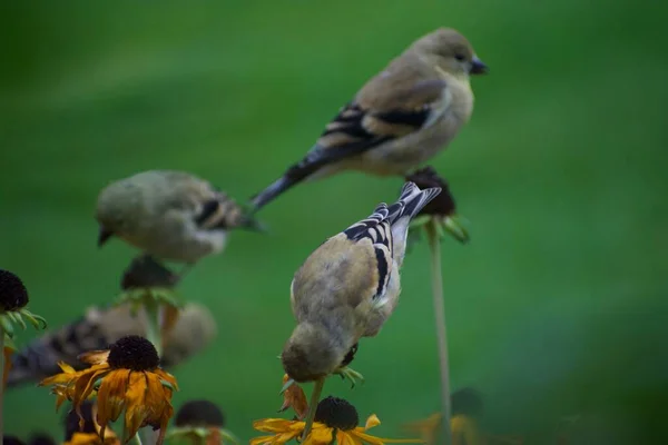 Bastantes Jilgueros Sentados Flores Buscando Insectos — Foto de Stock