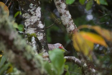 Kızıl saçlı bir kuşun yakın plan fotoğrafı.
