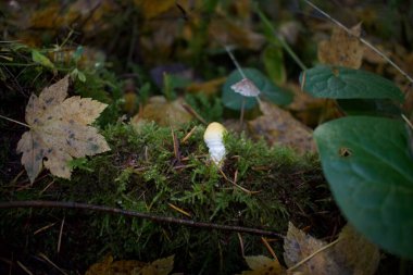 Ormandaki mantarı yakından çek.