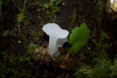 Ormandaki mantarı yakından çek.