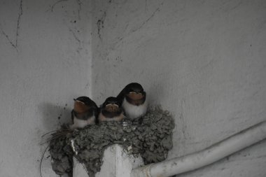 Yuvada oturan bir grup genç kırlangıç.