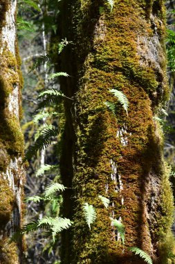 Yosun kaplı ağaç gövdesinin yakın görüntüsü