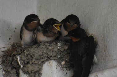 Yuvada oturan bir grup genç kırlangıç.