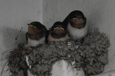 Yuvada oturan bir grup genç kırlangıç.