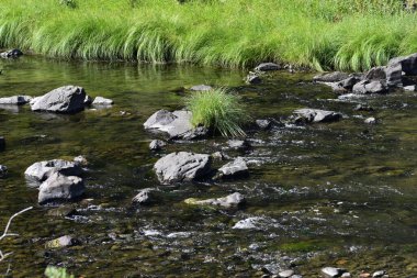 Dağlarda küçük bir nehir, kıyılarda bitkiler...
