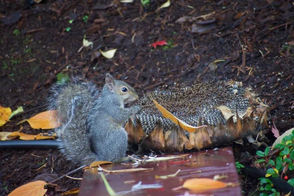 Close Tiro Esquilo Comendo Sementes Girassol — Fotografia de Stock