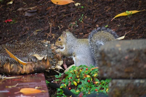 Nahaufnahme Von Eichhörnchen Das Sonnenblumenkerne Isst — Stockfoto
