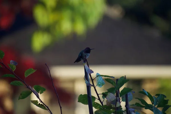 Winziger Kolibri Sitzt Auf Baum Mit Verschwommenem Hintergrund — Stockfoto