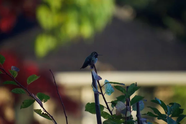 Winziger Kolibri Sitzt Auf Baum Mit Verschwommenem Hintergrund — Stockfoto