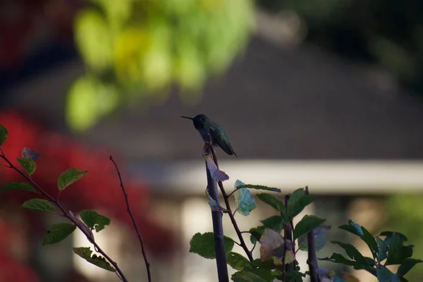 Tiny Hummingbird Sitting Tree Blurred Background — Stock Photo, Image