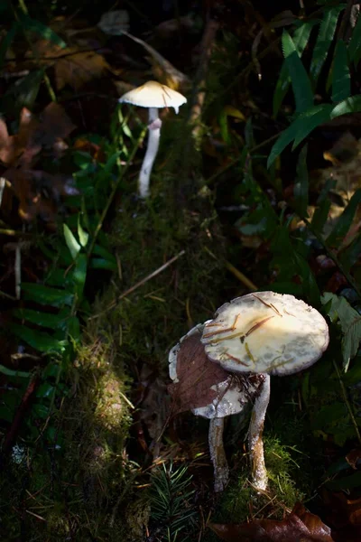 Close Shot Van Paddestoel Het Bos — Stockfoto