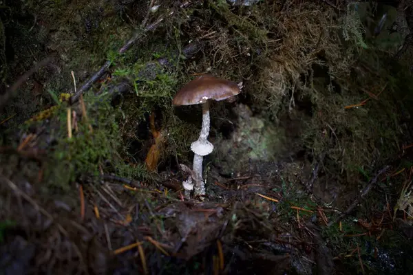 Gros Plan Sur Les Champignons Dans Forêt — Photo