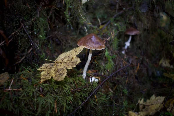在森林里关闭蘑菇的镜头 — 图库照片