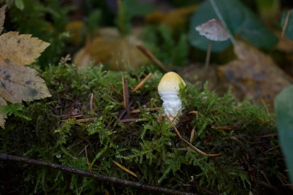 Close Shot Van Paddestoel Het Bos — Stockfoto