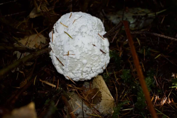 Close Shot Van Paddestoel Het Bos — Stockfoto