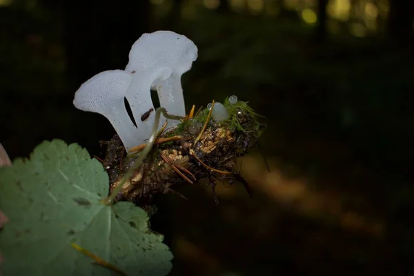 Nära Upp Skott Svamp Skogen — Stockfoto