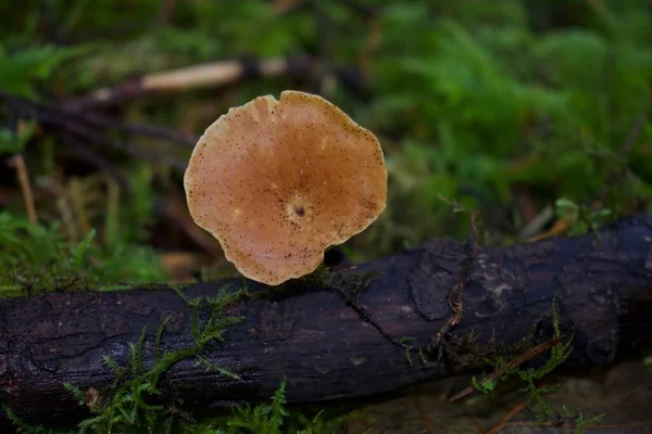 Nahaufnahme Von Pilz Wald — Stockfoto