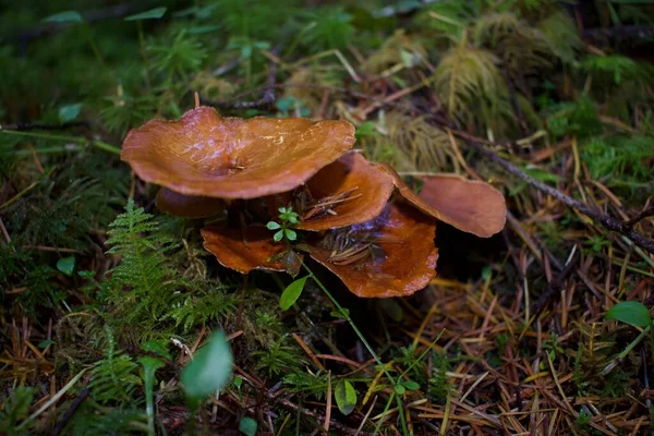 Close Shot Van Paddestoelen Het Bos — Stockfoto