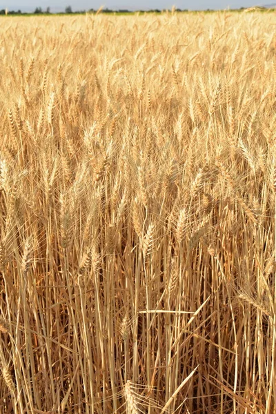 Moget Gyllene Vete Fältet Skörd — Stockfoto