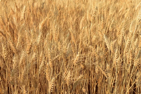 Moget Gyllene Vete Fältet Skörd — Stockfoto