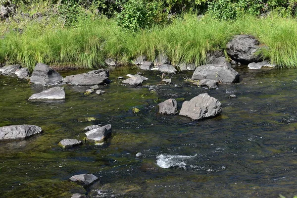 Kleiner Fluss Den Bergen Mit Pflanzen Ufer — Stockfoto