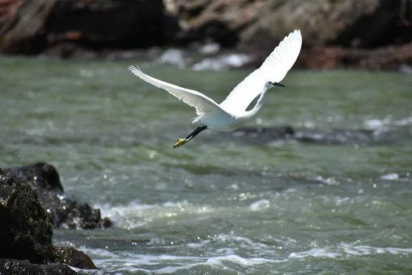 Cigogne Volant Dans Mer — Photo