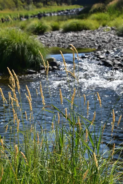 Kleiner Fluss Den Bergen Mit Pflanzen Ufer — Stockfoto