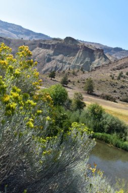 Dağlarda kabarık sarı çiçekler 