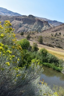 Dağlarda kabarık sarı çiçekler 
