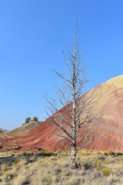 Kumtaşı tepeleri ve kuru ağaçlar 