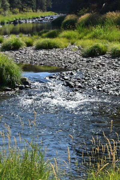 Kleiner Fluss Den Bergen Mit Pflanzen Ufer — Stockfoto