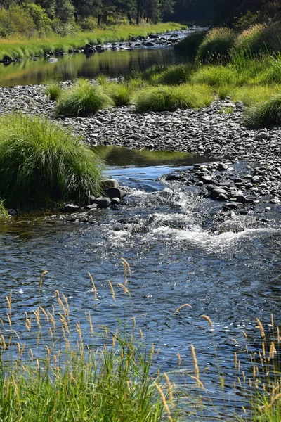 Kleiner Fluss Den Bergen Mit Pflanzen Ufer — Stockfoto