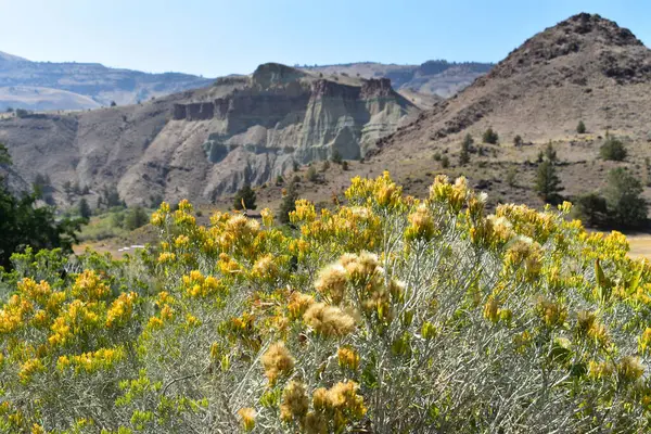 山のふわふわした黄色い花 — ストック写真