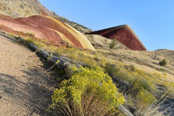 Sandstone Dune Hills Growing Desert Plants — Stock Photo, Image