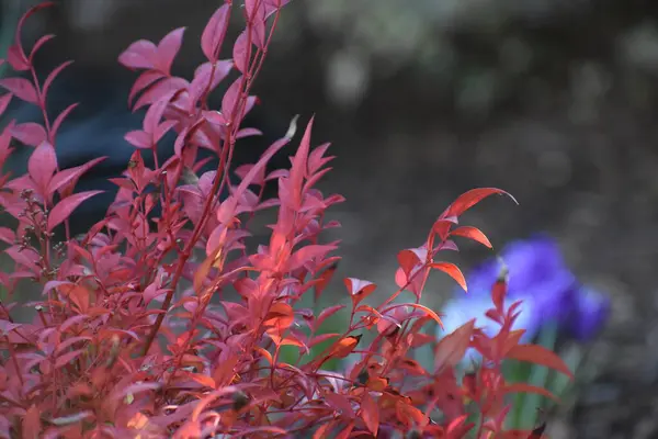 Autumn Leaves Fall Season Flora — Stock Photo, Image