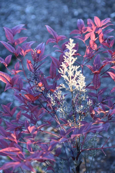 Foglie Autunnali Autunno Stagione Flora — Foto Stock