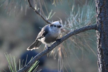 Kanada karga kuşu, Perisoreus kanadensis doğal yaşam alanında