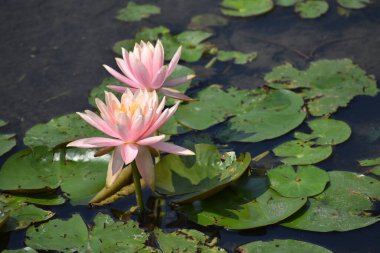 Gölette nilüfer çiçeği ve yeşil yapraklar. 