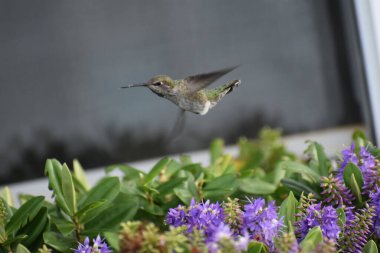 Yakut boğazlı sinekkuşunun yakın plan çekimi.
