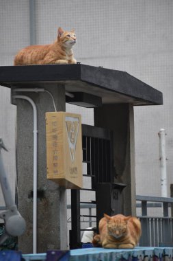 Kediler sokakta uyuyor.