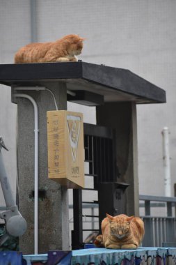 Kediler sokakta uyuyor.